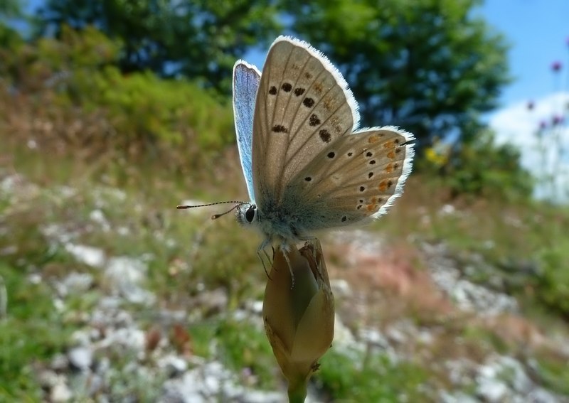 un p di specie dall''Appennino...